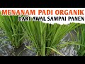 Cara Menanam Padi Organik Yang Baik Dari Awal Sampai Panen