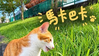 #Akira#可愛い猫 #貓咪日常 #cat#貓動画