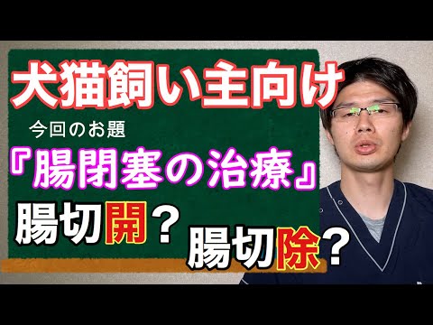 犬の腸閉塞 - 症状と治療法