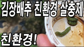 김장배추무우 청벌레 벼룩벌레 총채벌레 노린재 한 컵으로 박멸! 이것 넣고 뿌렸더니 효과 대박! 안죽는 벌레가…