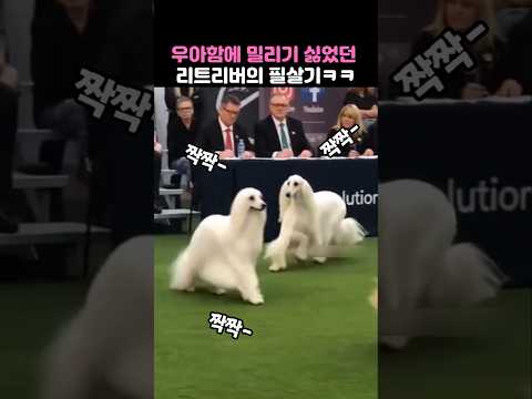 우아함에 밀리기 싫었던 리트리버의 필살기ㅋㅋ