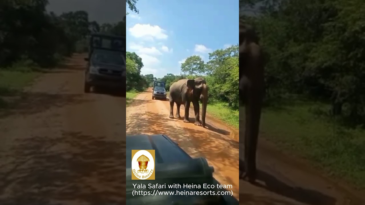 Yala big game drive with heina eco team Video thumbnail