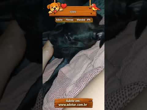Vídeo de zoye