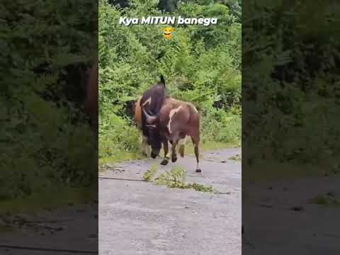 Mithun & cow fighting 💪