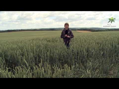 71. Feldexkursion: Zwiewuchs beseitigen, Sikkation - NU Agrar, 05.07.2017