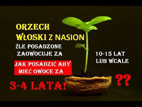 WALNUSS AUS SAMEN, WIE PFLANZT MAN, UM IN 3-4 JAHREN FRÜCHTE ZU HABEN?