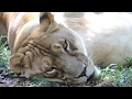 Big Lions Roaring