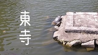 東寺の亀ちゃんと鯉