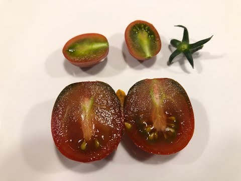 Soil Vs Hydroponic 04 - Can You Taste The Difference - Kumato Tomato