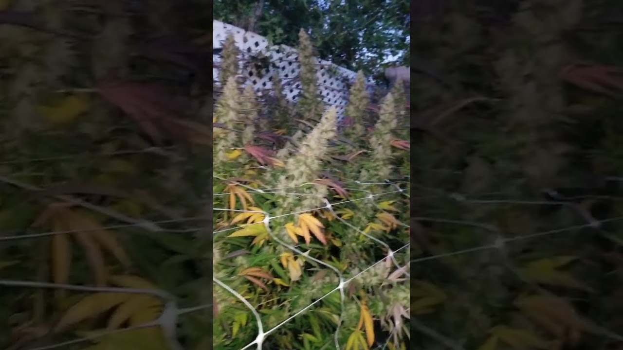 2023 outdoor Massive 15lb cannabis plants