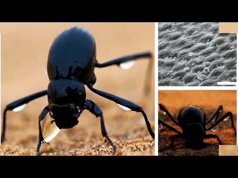 Doğadan Keşfe - Susuzluğun Çözümü Namib Çölü Böceği