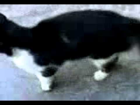 bernoussi Casablanca       - NOUNOU / 9tita diyali