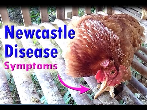 , title : 'NEWCASTLE DISEASE in Chickens (laying Hens), poultry diseases symptoms & Poultry farming'