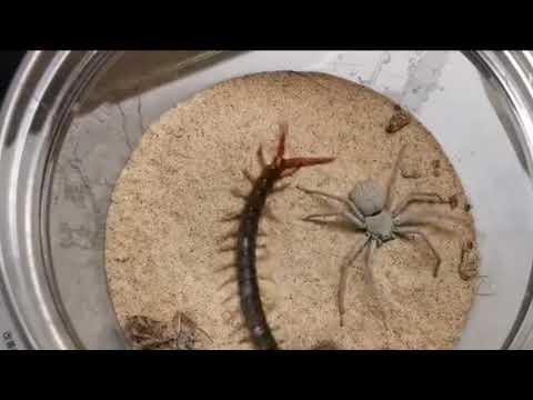 Six Eyed Sand Spider vs Giant Centipede