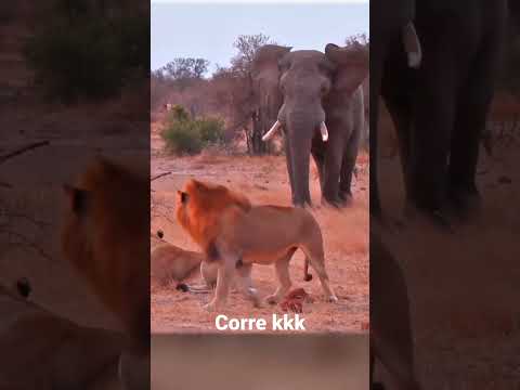 Leão x Elefante #lion #elephant