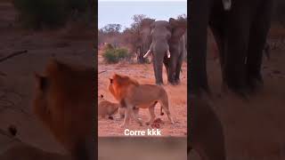 Leão x Elefante #lion #elephant