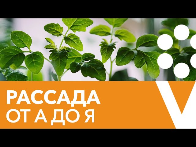 ПРАВИЛА ЗДОРОВОЙ И МОЩНОЙ РАССАДЫ. Прямой эфир с биологом Иваном Русских