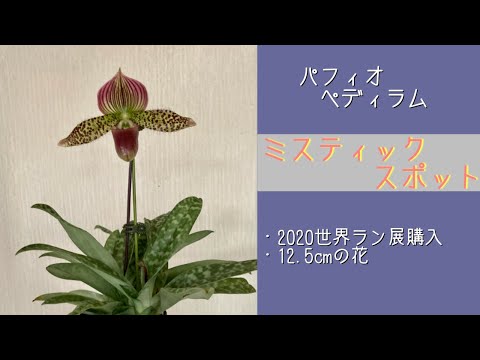 園芸 初心者に最適な蘭、パフィオペディラム