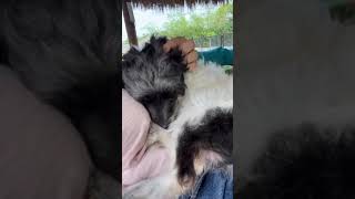 If Ever there was a more loving & grateful dog it’s Gizmo. If Ever there was a more loving & grateful dog it’s Gizmo.