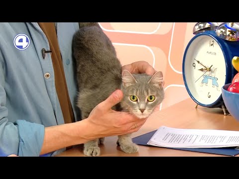 Соня ищет дом
