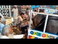 Buffalo Buffalo Loading 2022 Buffalo Video Animal New Video 2022 Ktta Loading Buffalo Pk