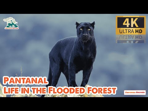 Pantanal Life in the Flooded Forest  / 60FPS 4K ULTRA HD #4K #ANIMALS