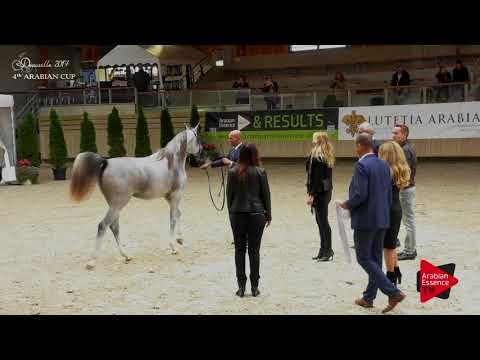 56 SAIF ALBIDAYER Gold winner Yearling Colts championship