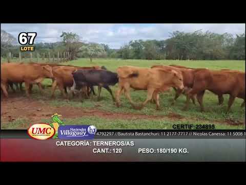Lote 120 Terneros/as en Santo Tomé, Corrientes