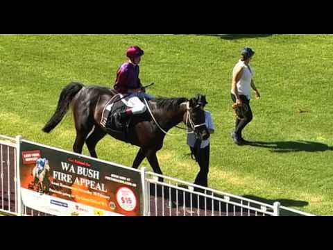 Ascot, 06/02/2016 - Race 5 - COUGAR NIGHTS - Michael Lane & Jarrad Noske