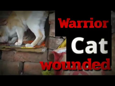 Warrior cats Wounded in Fight/Indian/Cats Show wound and pain/Tom cat become angry/Cats