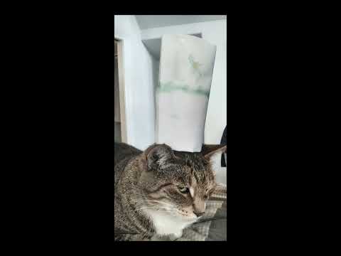 I put chef hats on my cats!