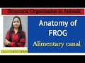Ch-7 Structural organization in animals | Anatomy of FROG |Alimentary canal |Class 11 Biology/NEET