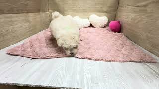 トイプードルの動画01