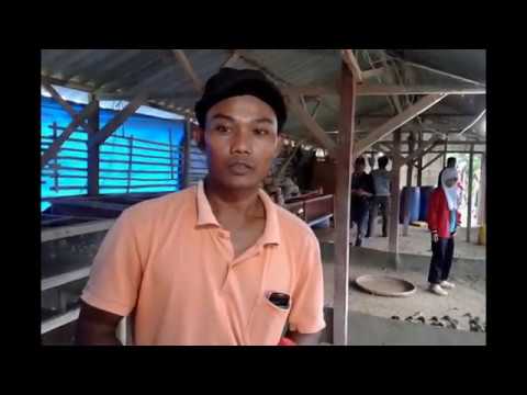 download lagu mp3 mp4 Ternak Bebek Pedaging Pola Hcs, download lagu Ternak Bebek Pedaging Pola Hcs gratis, unduh video klip Ternak Bebek Pedaging Pola Hcs