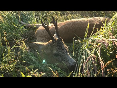 Alter Waldbock erlegt! - Videotagebuch Folge 7