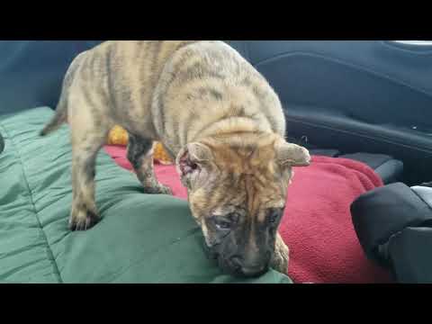 download lagu mp3 mp4 Presa Canario Puppies For Sale In Texas, download lagu Presa Canario Puppies For Sale In Texas gratis, unduh video klip Presa Canario Puppies For Sale In Texas