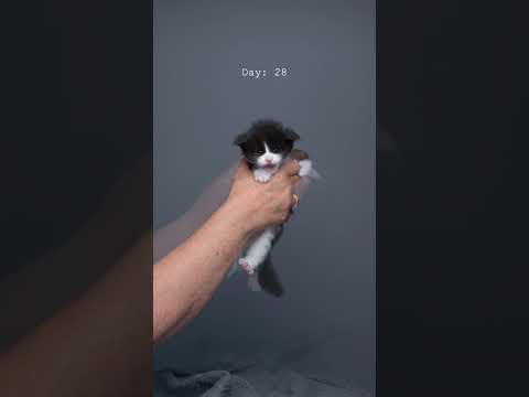 Kitty growing up 🐱📈#furryfritz #catographer #kitten #growingup #cat #mainecoon #tuxedocat