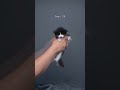 Kitty Growing Up Furryfritz Catographer Kitten Growingup Cat Mainecoon Tuxedocat
