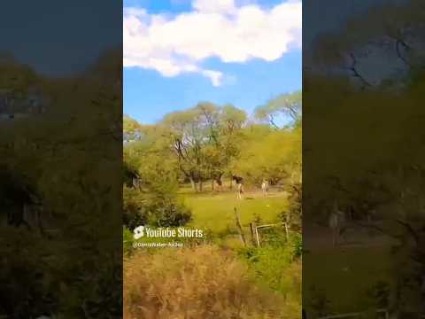Campos de AMBUL, TRASLASIERRA, CÓRDOBA, REPÚBLICA, ARGENTINA#ambultraslasierras