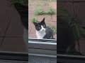 Poshcat Wants The Chimken Cat Tuxedocat Tux Chicken Food Hungry