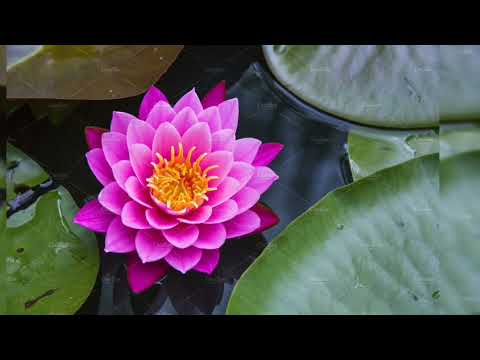 Daimoku  Nam Myo Ho Renge Kyo  30 minutes  10min --10min --10 min