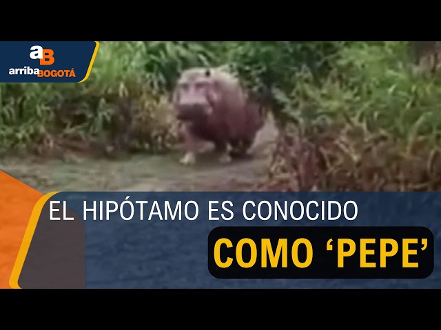 ¡Tremendo susto! Campesino se encontró cara a cara con un hipopótamo en Puerto Boyacá 