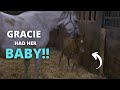 Gracie Had Her Baby Live Foal Birth Aftermath