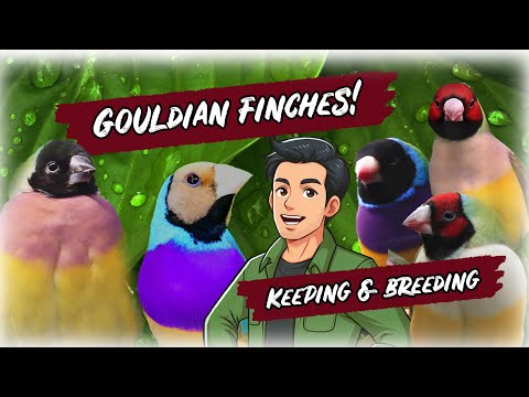 Breeding and Keeping Gouldian Finches, Everything You Need to Know!