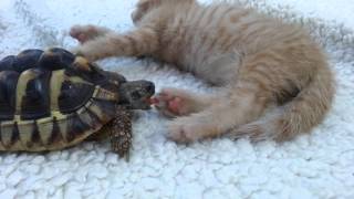 Turtle and kitten