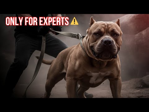 Living with a American Bandogge: What to Love and What to Consider