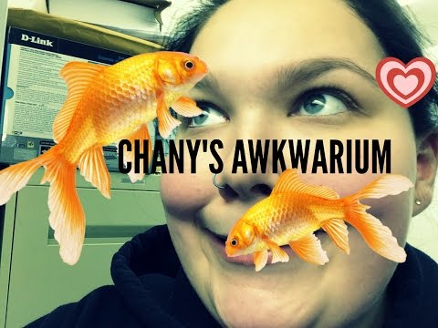 CHANYS AKWARIUM UPDATE