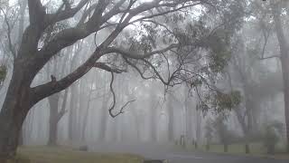 【ピクニック】雨の日のピクニック in Melbourne【オーストラリア】