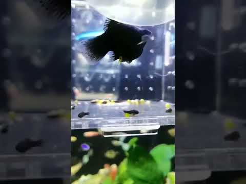 Molly Fish Giving Birth