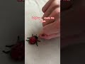 #ladybug #bugs #ladybugs